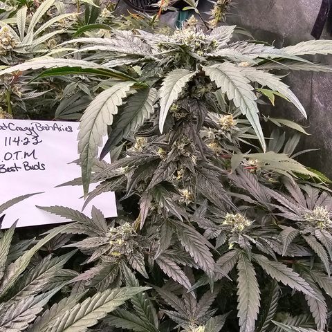 Sweet Cheese fem  growlog timeline photo