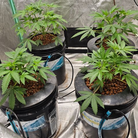 Wine Mom Ithacan Genetics  growlog timeline photo