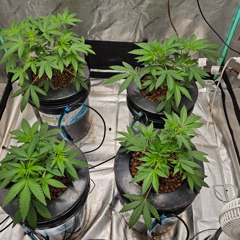 Wine Mom Ithacan Genetics  growlog timeline photo