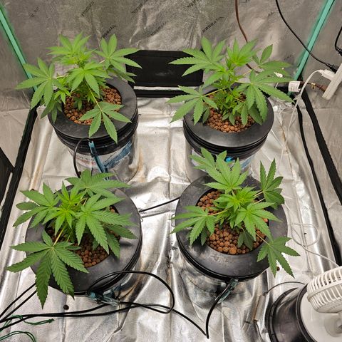 Sweet Cheese fem  growlog timeline photo