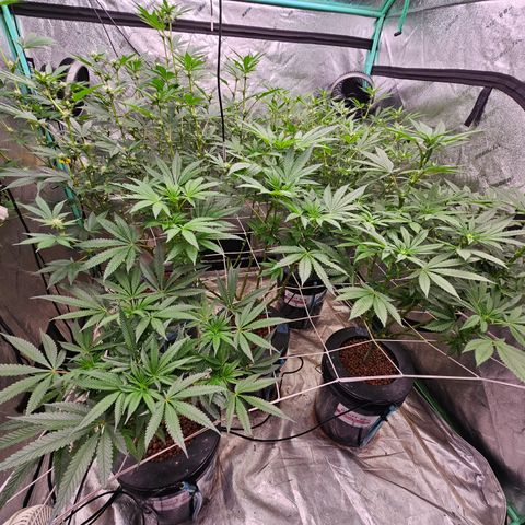 Bruce Banner fem growlog timeline photo