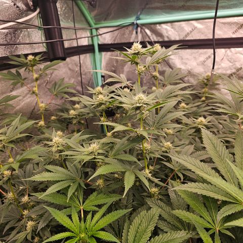 Sweet Cheese fem  growlog timeline photo