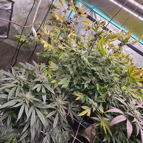 Bruce Banner fem growlog timeline photo