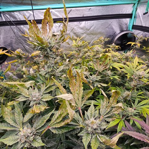 Bruce Banner fem growlog timeline photo