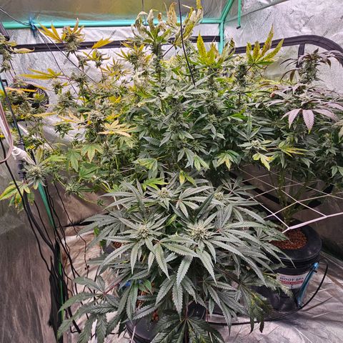 Bruce Banner fem growlog timeline photo