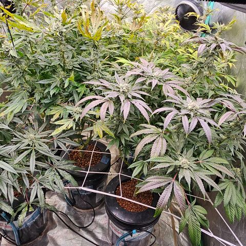 Sweet Cheese fem  growlog timeline photo