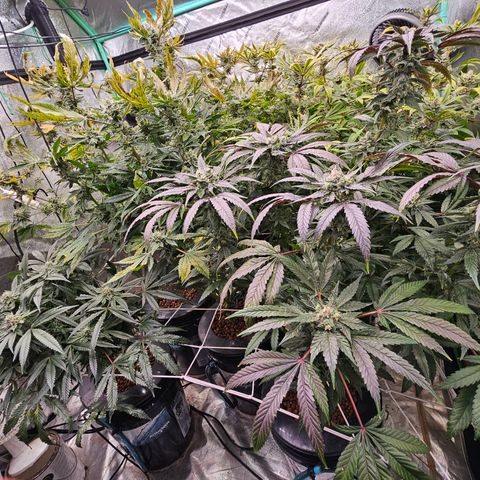 Sweet Cheese fem  growlog timeline photo