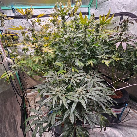 Sweet Cheese fem  growlog timeline photo