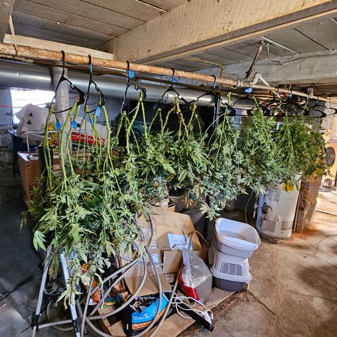 Sweet Cheese fem  growlog timeline photo