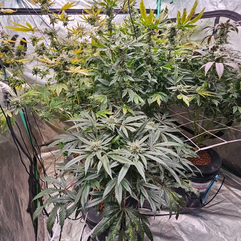 Sweet Cheese fem  growlog timeline photo