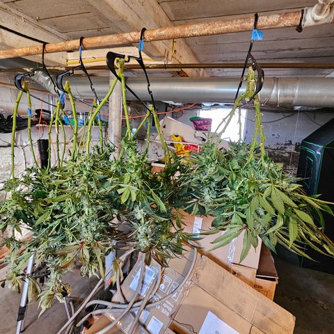 Bruce Banner fem growlog timeline photo