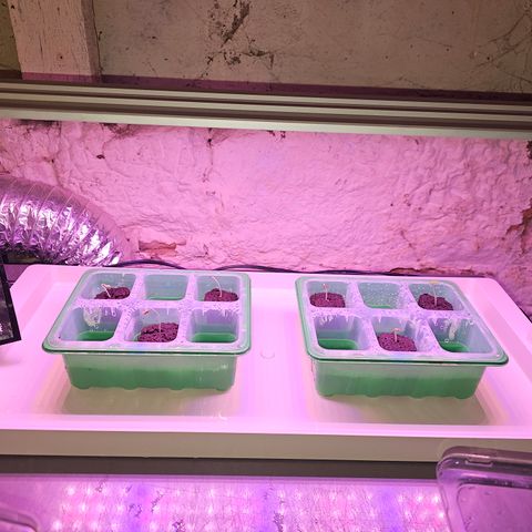Grape Mint Cookie  growlog timeline photo