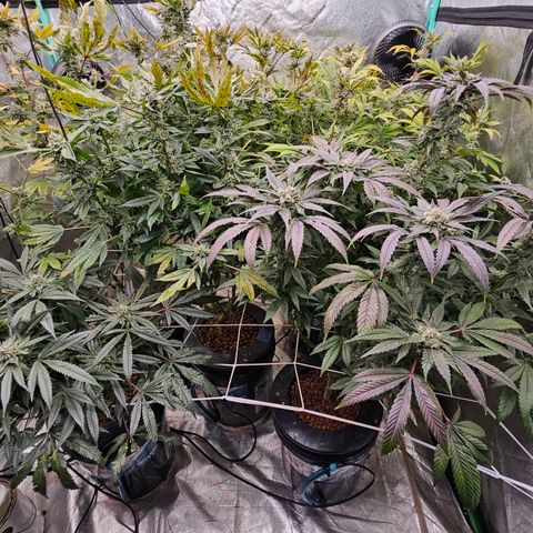 Sweet Cheese fem  growlog timeline photo