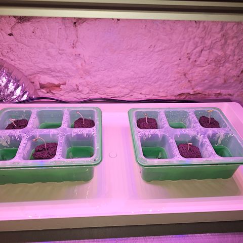 Grape Mint Cookie  growlog timeline photo