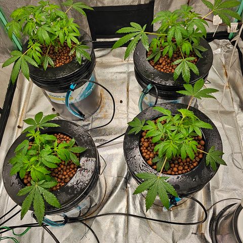 Sweet Cheese fem  growlog timeline photo
