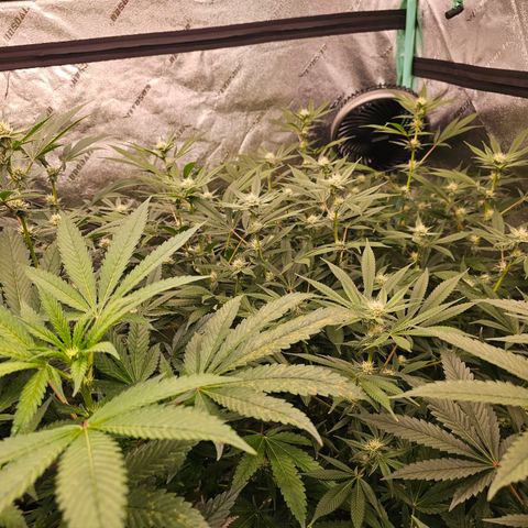 Bruce Banner fem growlog timeline photo