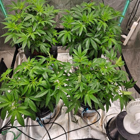 Wine Mom Ithacan Genetics  growlog timeline photo
