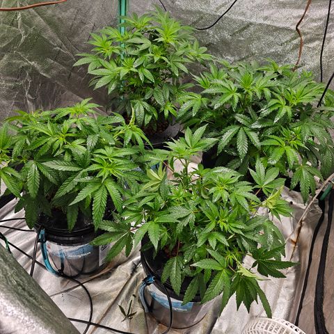 Wine Mom Ithacan Genetics  growlog timeline photo