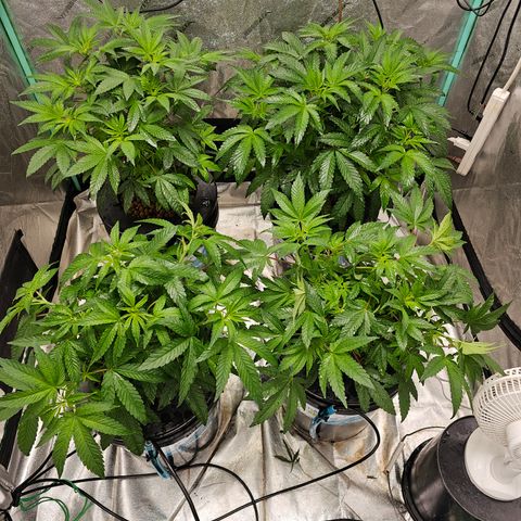 Wine Mom Ithacan Genetics  growlog timeline photo