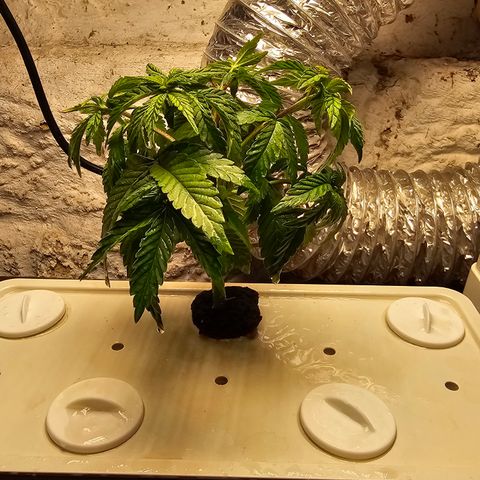Wine Mom Ithacan Genetics  growlog timeline photo