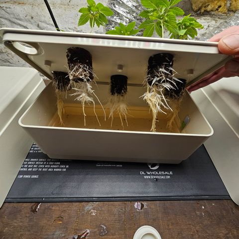 Wine Mom Ithacan Genetics  growlog timeline photo