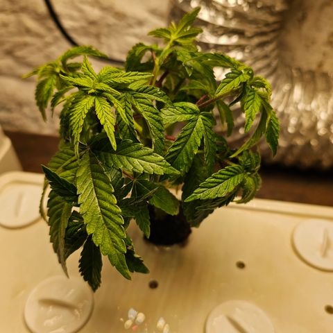 Wine Mom Ithacan Genetics  growlog timeline photo