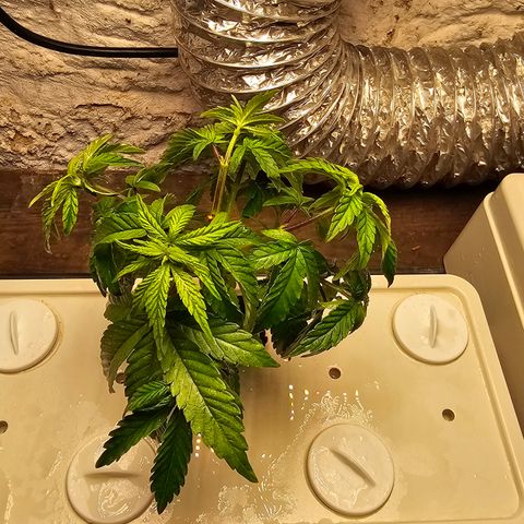 Wine Mom Ithacan Genetics  growlog timeline photo