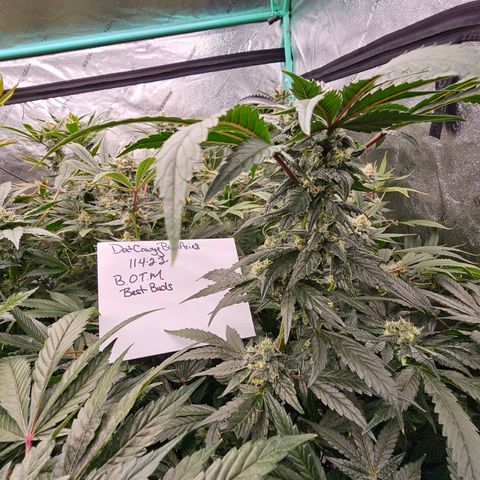 Bruce Banner fem growlog timeline photo
