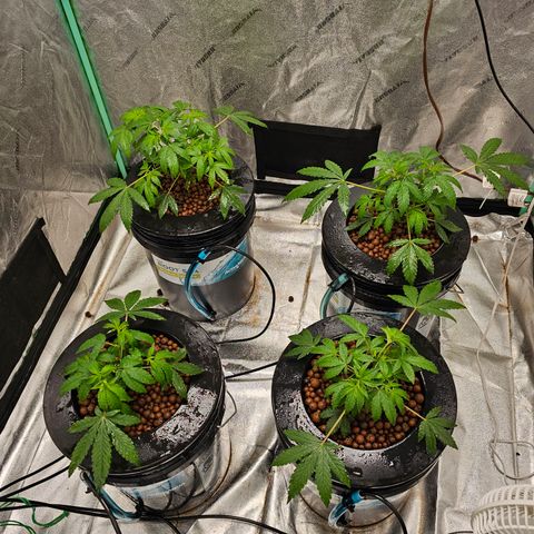 Sweet Cheese fem  growlog timeline photo