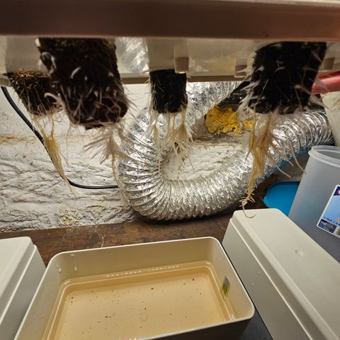 Wine Mom Ithacan Genetics  growlog timeline photo
