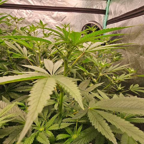 Sweet Cheese fem  growlog timeline photo