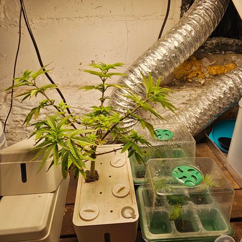 Wine Mom Ithacan Genetics  growlog timeline photo