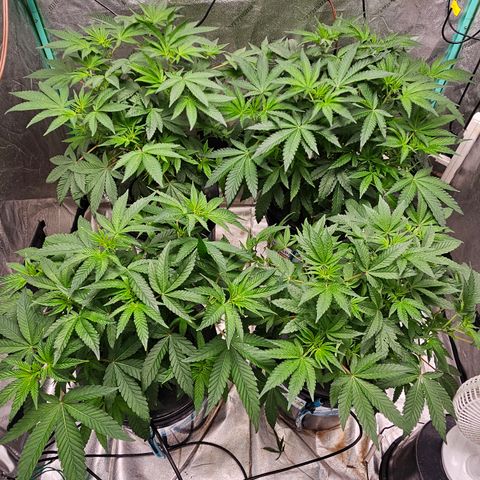 Wine Mom Ithacan Genetics  growlog timeline photo