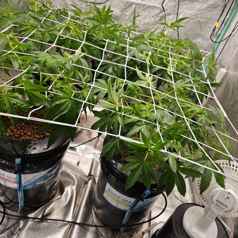 Wine Mom Ithacan Genetics  growlog timeline photo