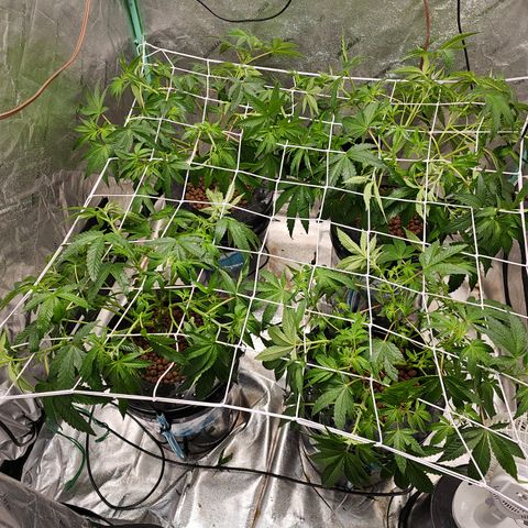 Wine Mom Ithacan Genetics  growlog timeline photo