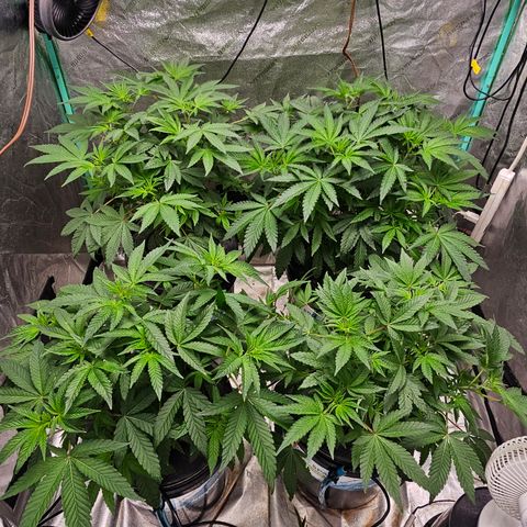 Wine Mom Ithacan Genetics  growlog timeline photo