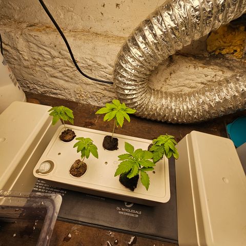 Wine Mom Ithacan Genetics  growlog timeline photo