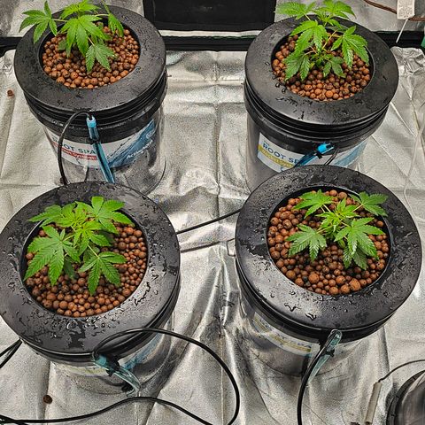 Wine Mom Ithacan Genetics  growlog timeline photo