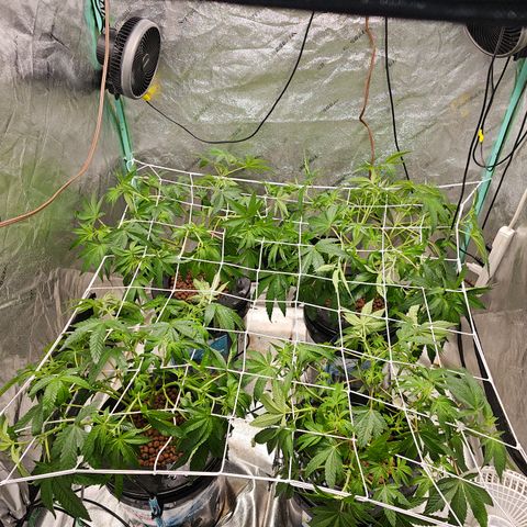 Wine Mom Ithacan Genetics  growlog timeline photo