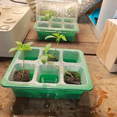 Grape Mint Cookie  growlog timeline photo