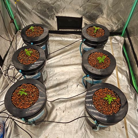 Grape Mint Cookie  growlog timeline photo