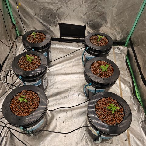 Grape Mint Cookie  growlog timeline photo