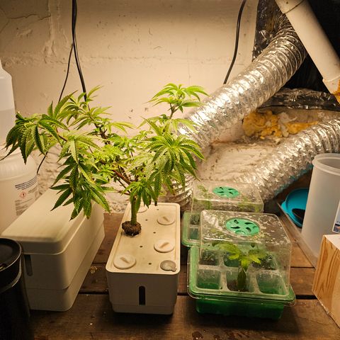 Grape Mint Cookie  growlog timeline photo