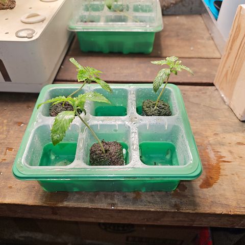 Grape Mint Cookie  growlog timeline photo