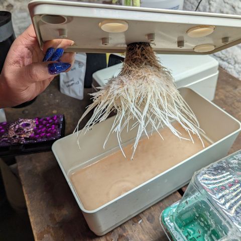 Wine Mom Ithacan Genetics  growlog timeline photo