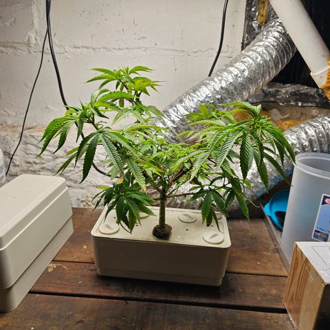 Wine Mom Ithacan Genetics  growlog timeline photo