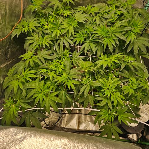 Wine Mom Ithacan Genetics  growlog timeline photo