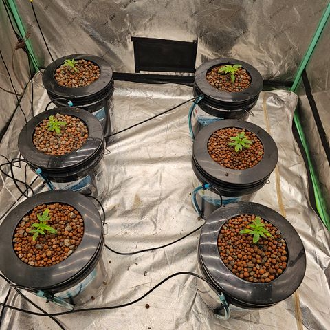 Grape Mint Cookie  growlog timeline photo
