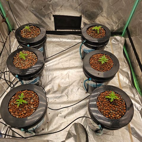 Grape Mint Cookie  growlog timeline photo