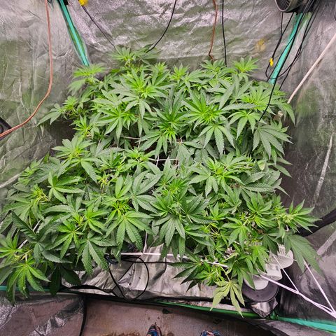 Wine Mom Ithacan Genetics  growlog timeline photo
